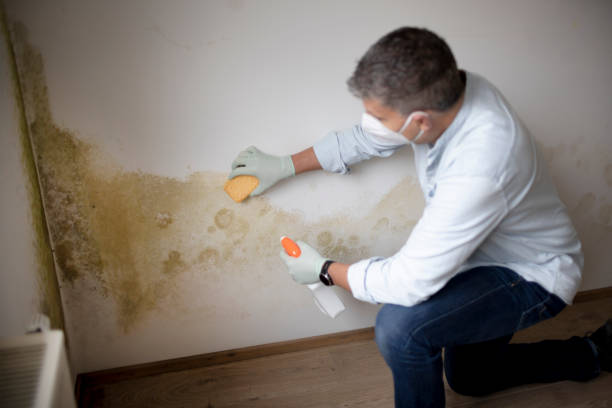 Best Industrial Mold Remediation  in Falling Water, TN