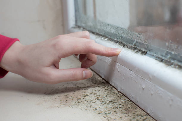 Best Post-Construction Mold Inspection  in Falling Water, TN