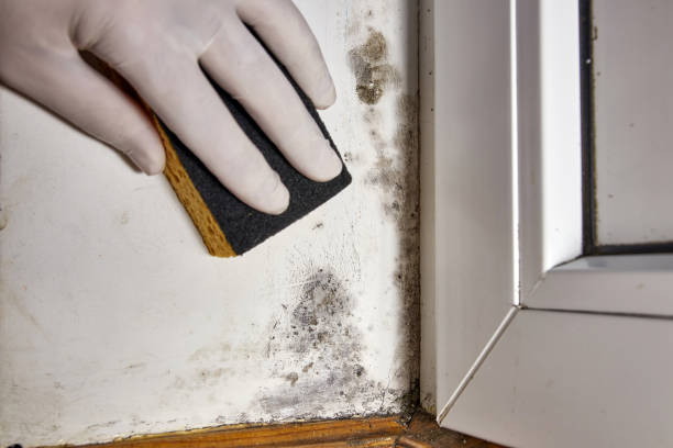 Mold Odor Removal Services in Falling Water, TN